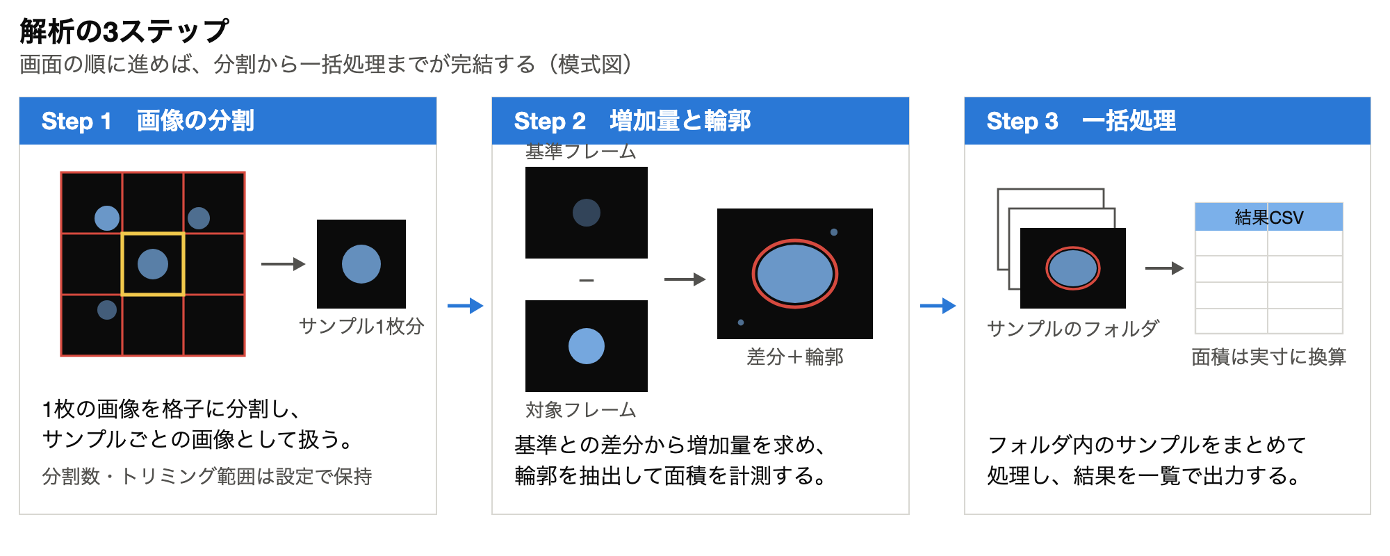 画像の分割、蛍光増加量の算出、フォルダ一括処理の3ステップを示す模式図